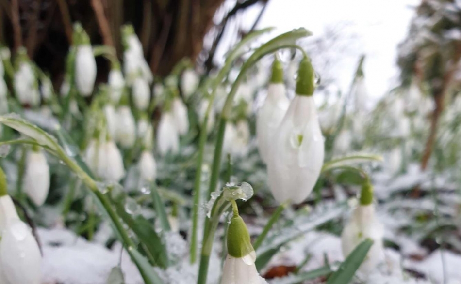 Schneeglöckchen am Ebnerhof