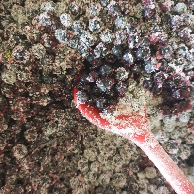 Schwarzbeeren Ebnerhof